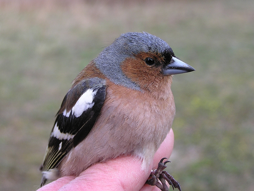 Common Chaffinch, Sundre 20050511